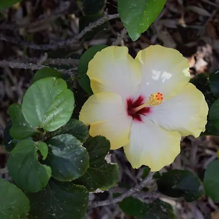 Moby Dick Super Panoramic סטרומבולי