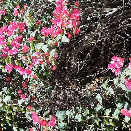 Moby Dick Super Panoramic * סטרומבולי